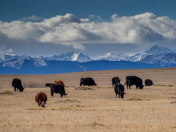 Hàn Quốc tạm ngừng nhập khẩu thịt bò Canada vì bệnh bò điên ảnh 1