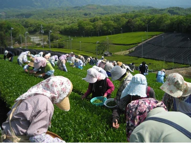 Thu hoạch chè tại Nhật Bản. (Nguồn: japanesegreenteain.com) Nhật Bản hỗ trợ người thất nghiệp tìm việc trong lĩnh vực nông nghiệp ảnh 1