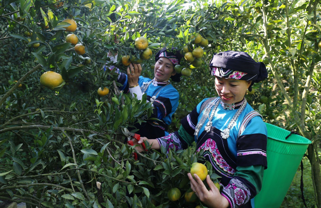 Đòn bẩy phát triển kinh tế-xã hội vùng trung du, miền núi Bắc Bộ ảnh 2