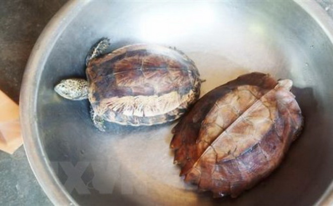 Giải cứu được 157 cá thể động vật hoang dã trong tháng 5 ảnh 1