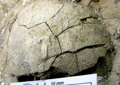 Phát hiện trứng khủng long hóa thạch có phôi bên trong ảnh 1