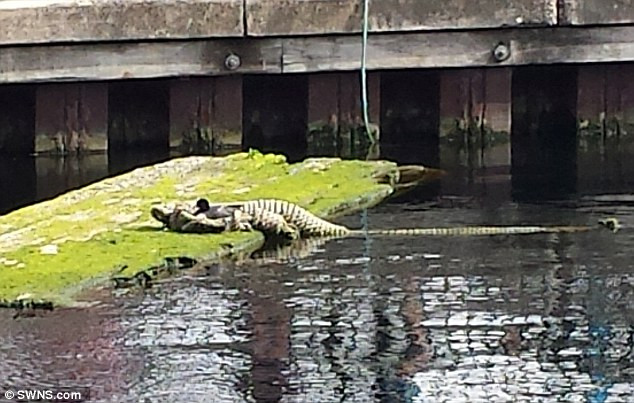 Người dân hốt hoảng vì nhầm đống dây thừng là con cá sấu ảnh 1