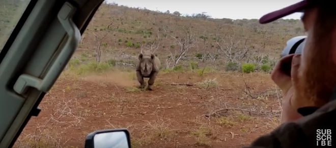 ​Du khách đứng tim khi thấy con tê giác lao thẳng về phía mình ảnh 1