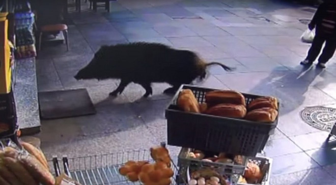 [Video] Lợn rừng bất ngờ xuất hiện, gây hỗn loạn đường phố ảnh 1