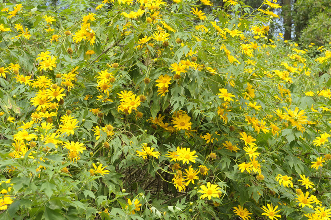 Hà Nội: Đi dù lượn khinh khí cầu ngắm hoa dã quỳ ở Vườn quốc gia Ba Vì ảnh 1