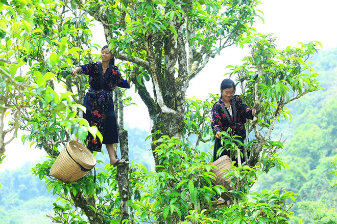 Thu hoạch chè Shan Tuyết ở những cây cao gần 10m. (Ảnh: Phan Tuấn Anh/TTXVN) Sản xuất hữu cơ góp phần nâng cao vị thế nông nghiệp Việt Nam ảnh 1
