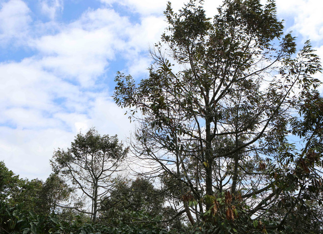 Sầu riêng chết hàng loạt gây thiệt hại cho nông dân Đắk Lắk ảnh 1