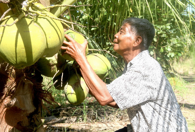 ttxvn_dua sap tra vinh (2).jpg