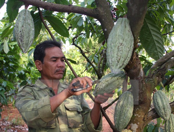 Diện tích cây cacao cả nước tăng lên 50.000ha vào năm 2020 ảnh 1