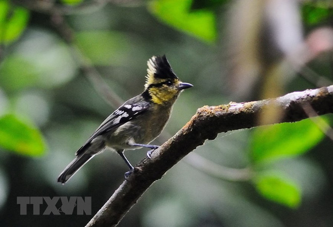 Vườn Quốc gia Tà Đùng - Kỳ quan ấn tượng giữa đại ngàn Tây Nguyên ảnh 3