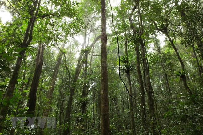 Vườn Quốc gia Tà Đùng - Kỳ quan ấn tượng giữa đại ngàn Tây Nguyên ảnh 2