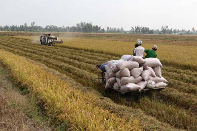 Các tỉnh miền Bắc 10 năm liên tiếp được mùa vụ Đông Xuân ảnh 1