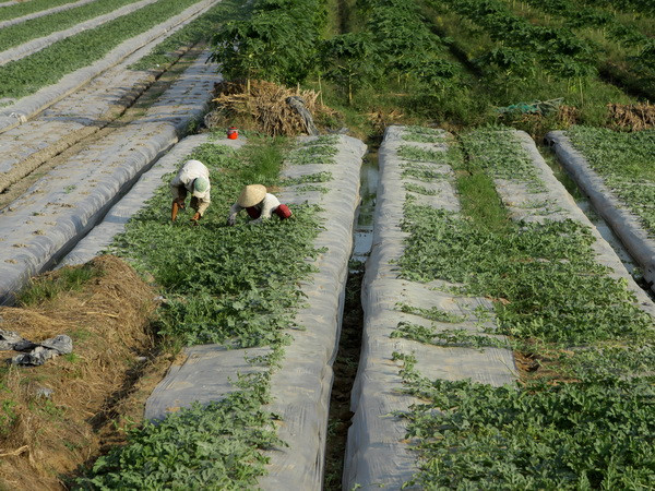 Trồng rau màu vụ Tết mang lại lợi nhuận gấp 4 lần trồng lúa ảnh 1