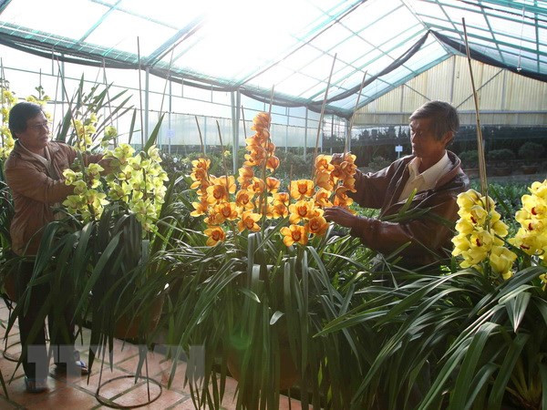 Lâm Đồng hỗ trợ liên kết sản xuất và tiêu thụ sản phẩm hoa ảnh 1
