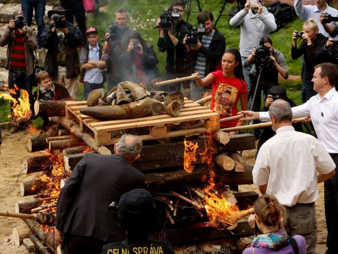 Cận cảnh tiêu hủy kho sừng tê giác lớn nhất châu Âu ảnh 2