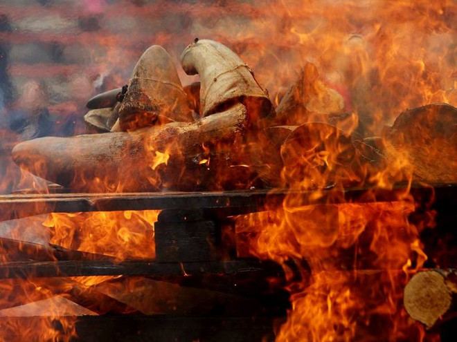 Cận cảnh tiêu hủy kho sừng tê giác lớn nhất châu Âu ảnh 1