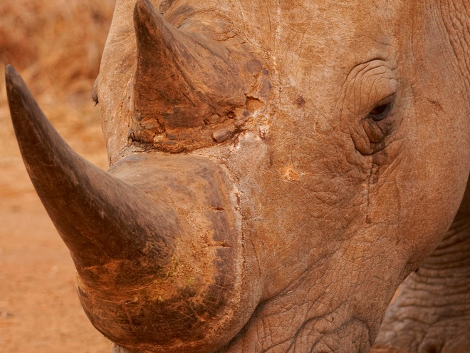 Cận cảnh tiêu hủy kho sừng tê giác lớn nhất châu Âu ảnh 5