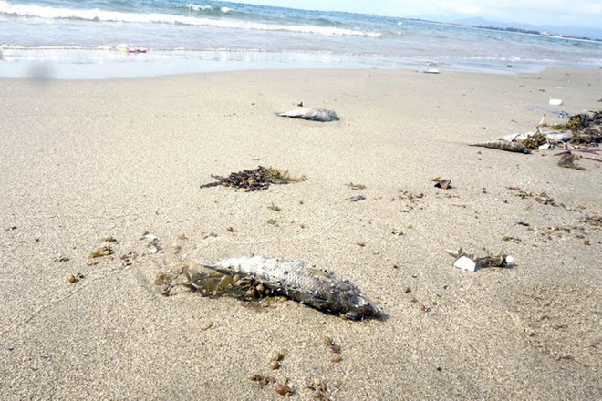 [Video] Khách du lịch hủy tour về biển miền Trung sau vụ cá chết ảnh 1