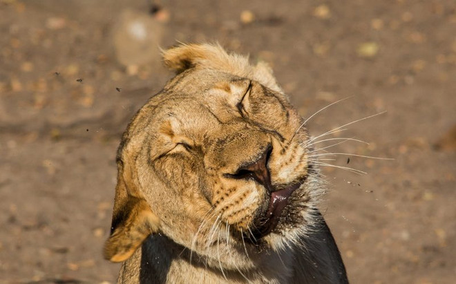 [Photo] Con sư tử “méo mặt” vì bị đàn ruồi kéo tới làm phiền ảnh 2