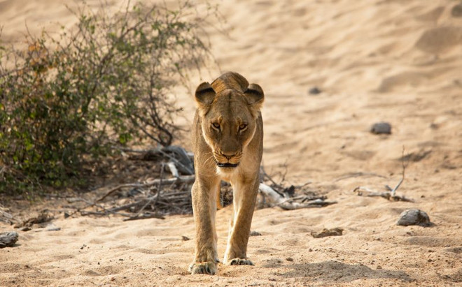 [Photo] Con sư tử “méo mặt” vì bị đàn ruồi kéo tới làm phiền ảnh 4