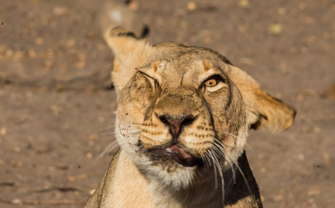[Photo] Con sư tử “méo mặt” vì bị đàn ruồi kéo tới làm phiền ảnh 1