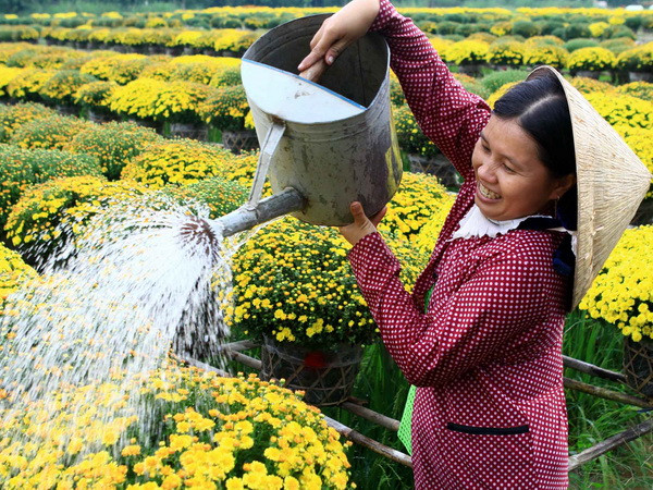 Đồng Tháp: Cúc mâm xôi đắt hàng, các nhà vườn thu lãi lớn ảnh 1