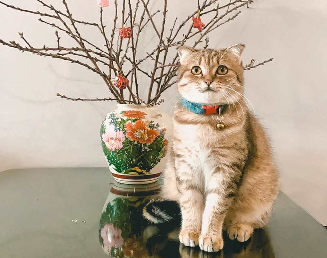 Hình tượng con mèo trong đời sống và văn hóa người Việt Nam ảnh 1