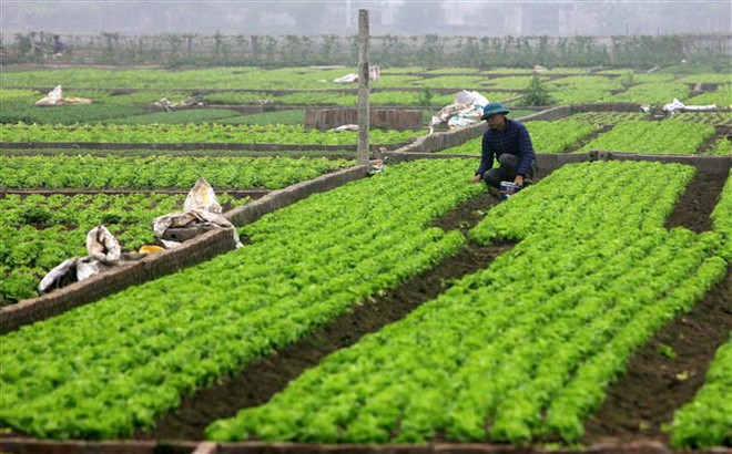 Vụ Đông của Hải Dương sớm được giá, lưu thông thuận lợi ảnh 1