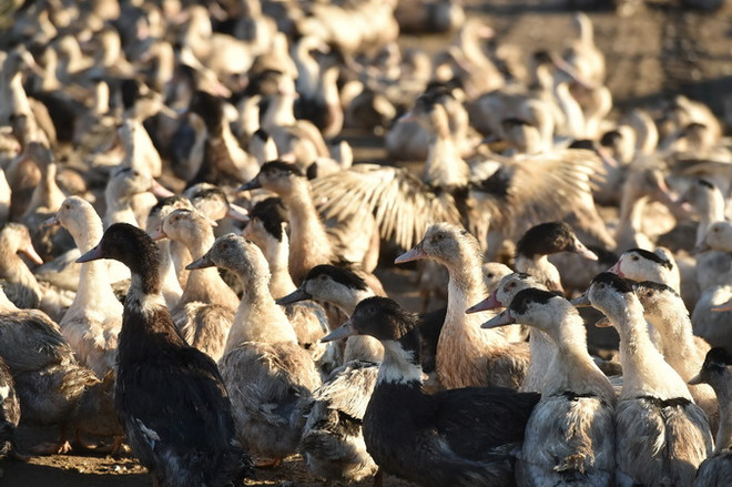 Bùng phát cúm gia cầm H5N1 ở miền Đông Nam Campuchia ảnh 1