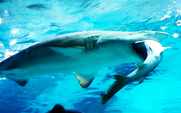 [Video] Cá mập hung dữ ăn thịt đồng loại trong thủy cung ảnh 1