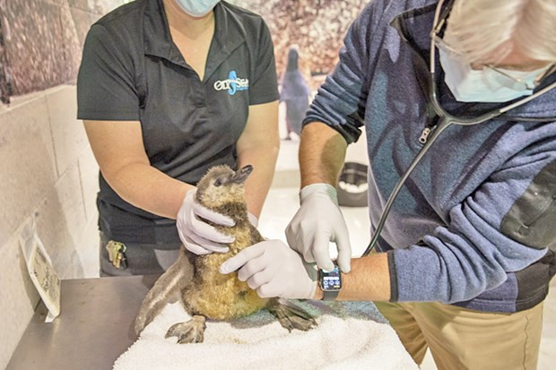 Mỹ: Thủy cung OdySea đón 3 chú chim cánh cụt thuộc loại quý hiếm ảnh 1