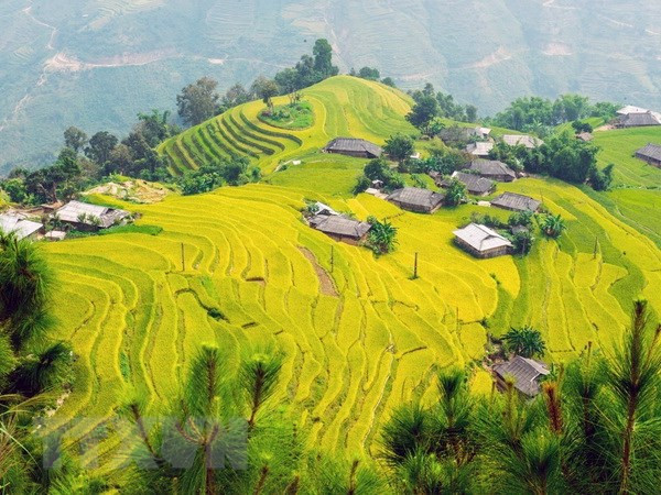 Những thửa ruộng bậc thang vào mùa lúa chín. (Nguồn: TTXVN) Sức hút lễ hội du lịch mùa thu ở vùng núi cao của Lào Cai ảnh 1