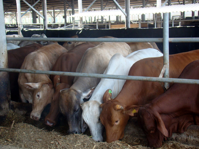Ngành chăn nuôi bò trước "cú sốc" hội nhập để thúc đẩy tái cơ cấu ảnh 2