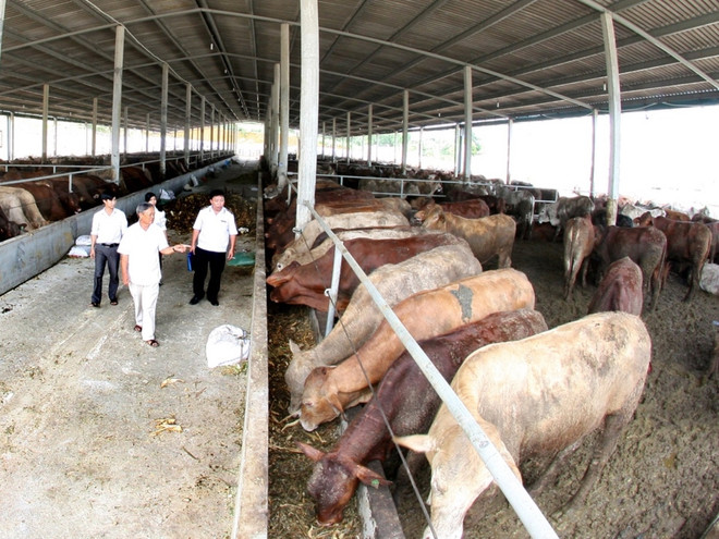 Ngành chăn nuôi bò trước "cú sốc" hội nhập để thúc đẩy tái cơ cấu ảnh 1