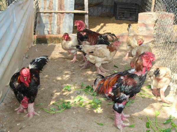 Các giống gà quý độc đáo, hình thức đẹp, thịt thơm ngon ảnh 1