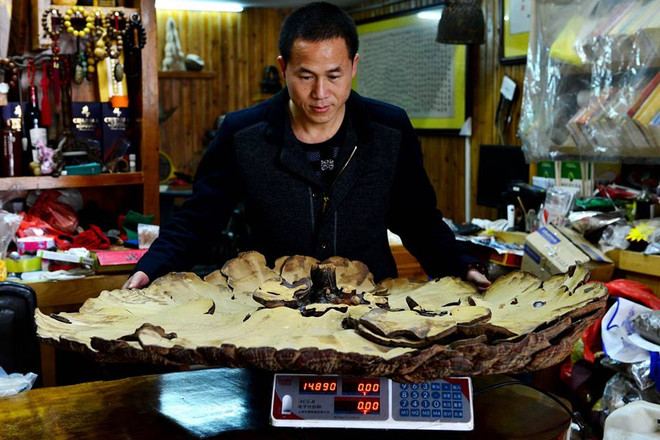 Chủ cửa hàng "khoe" cây nấm khổng lồ để thu hút thực khách ảnh 3