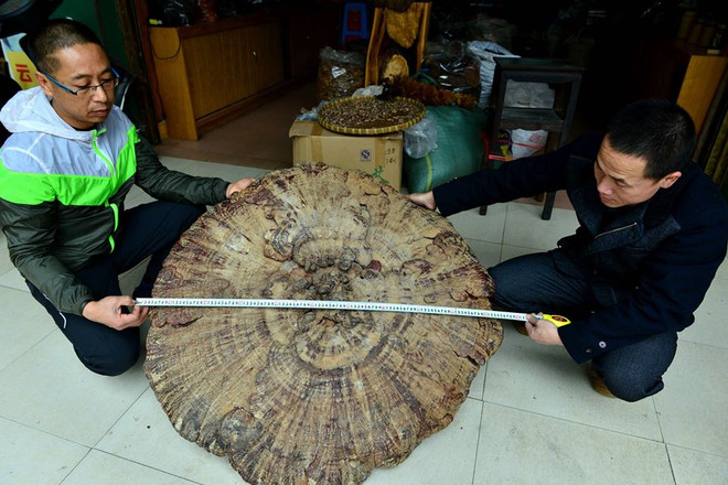 Chủ cửa hàng "khoe" cây nấm khổng lồ để thu hút thực khách ảnh 2