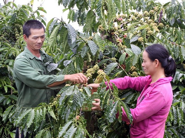 Mưa trái mùa giải "cơn khát" cho Tây Nguyên, Nam Bộ ảnh 1