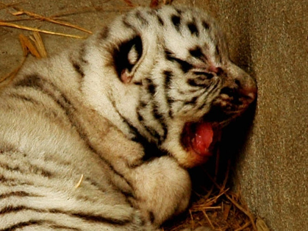 “Công dụng của cao hổ có đúng như bạn vẫn tin?" ảnh 1