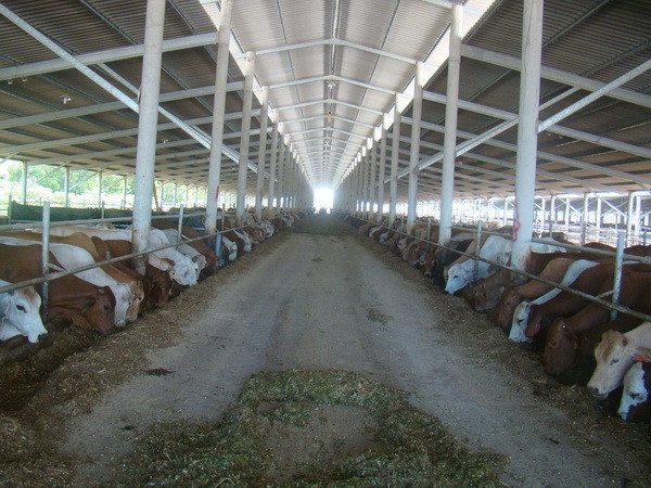 Giá bán gia súc sống của Australia giảm mạnh tại Việt Nam ảnh 1