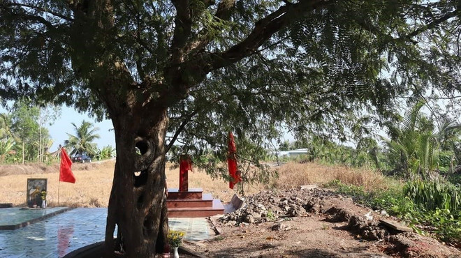 Long An: Cây Me 300 năm tuổi được công nhận là Cây Di sản Việt Nam ảnh 1