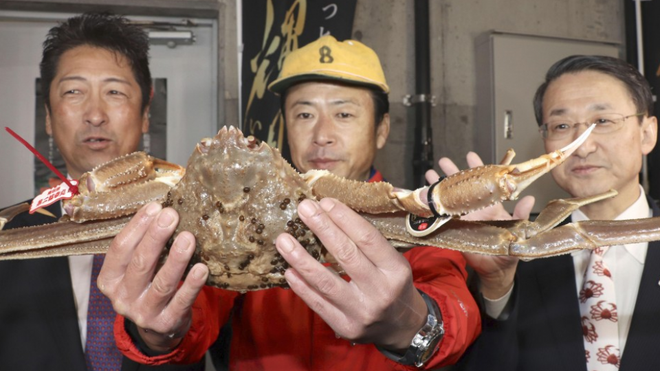 Cua tuyết quý hiếm của Nhật Bản lập kỷ lục đấu giá mới ảnh 1