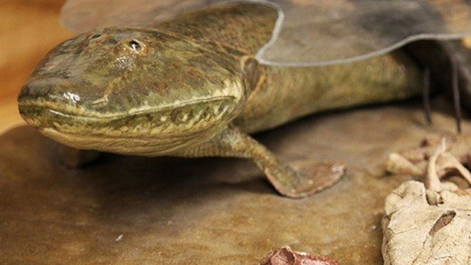 Loài cá cổ đại Tiktaalik roseae đã đi bộ trên mặt đất như thế nào? ảnh 1