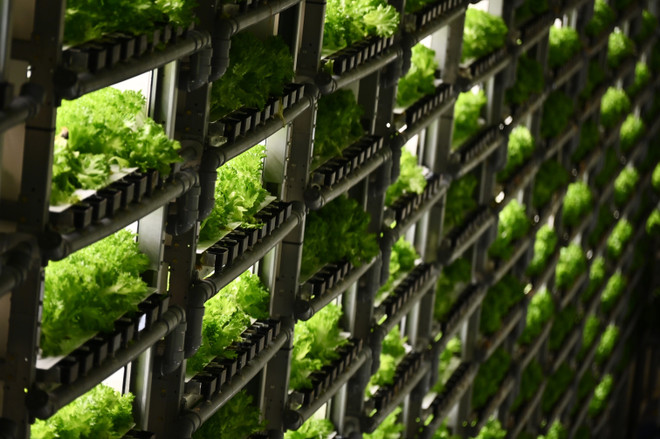 Nhật Bản đi tiên phong về kỹ thuật nông trại thẳng đứng ảnh 1