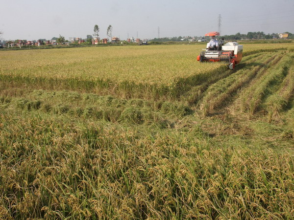 Mở rộng cánh đồng mẫu lớn theo VietGap, GlobalGap ảnh 1