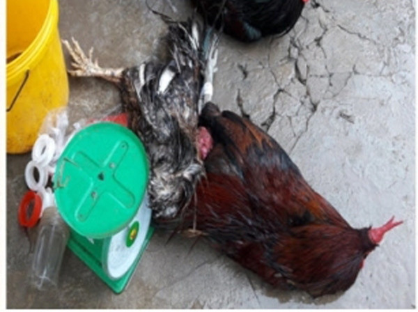 Hải Phòng: Đột kích, phá tụ điểm đá gà ăn tiền quy mô lớn ảnh 1