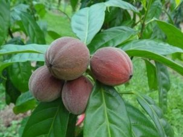 Australia: Phát hiện một loại trái cây có thể chữa bệnh ung thư ảnh 1