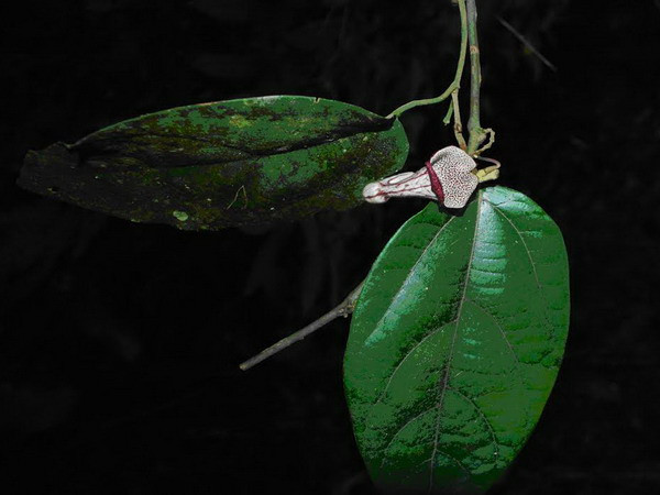 Thanh Hóa phát hiện loài thực vật mới chưa ghi nhận trên thế giới ảnh 1