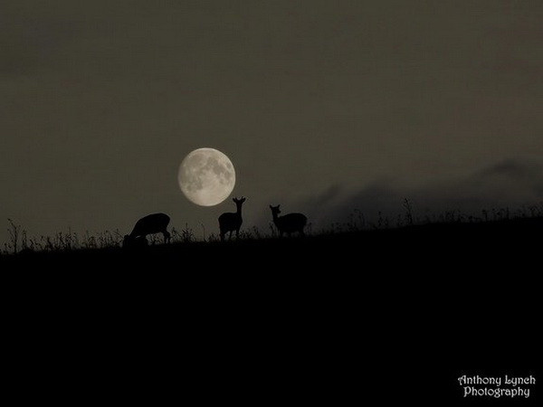 "Siêu Mặt Trăng" thứ ba của mùa Hè xuất hiện đêm Trung Thu ảnh 1