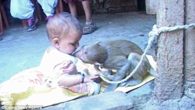 Chú khỉ lạ bỗng nhiên chui vào nhà và kết thân với bé gái ảnh 2